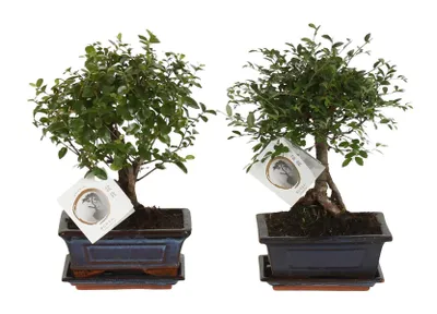 Produktbild von Zynesflora Echter Bonsai Baum Keramik Schale - 2 Stück - Höhe: 25-30 cm - Feng Shui Zen Bonsai Meditation Dekoration