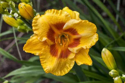 Produktbild von Taglilie Fooled Me, im Topf - Hemerocallis x cult.