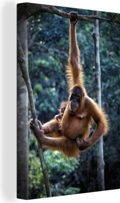 Obrázek produktu pro OneMillionCanvasses® - Obraz na plátně - 90x140 cm, Orangutan a dítě visí v Tanjung Puting National Park, nástěnné umění tisk nástěnné dekorace - fotografie na plátně - malba na - nástěnné dekorace - ložnice