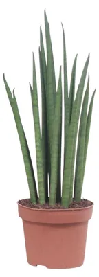Image de Sansevieria Mikado - 30-40cm - Ø12cm - Plante d'intérieur - Vert persistant - Cactus et plantes succulentes