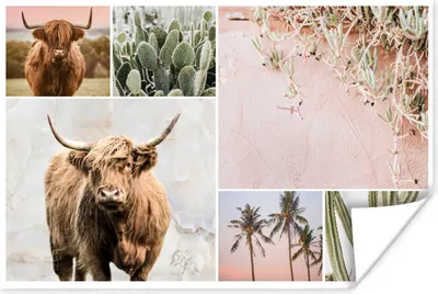 Produktbild von MuchoWow® Poster Schottischer Highlander - Collage - Kaktus 180x120 cm - Fotoplakat