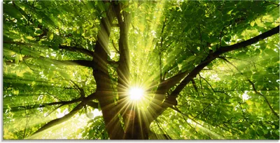 Produktbild von ARTland Glasbild Sonne strahlt explosiv durch den Baum Größe: 100x50 cm