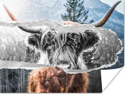 Produktbild von MuchoWow® Poster Schottischer Highlander - Kuh - Schwarz - Weiß 120x90 cm - Wandbild