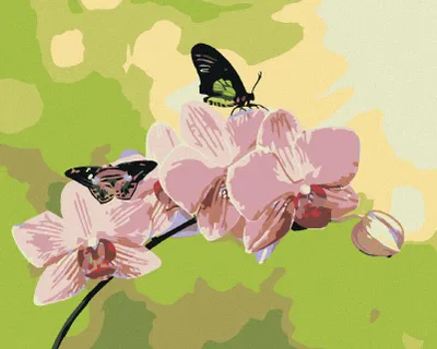 Produktbild von Zuty - Malen nach Zahlen - ORCHIDEE MIT SCHMETTERLINGEN, 40x50 cm, ohne Keilrahmen