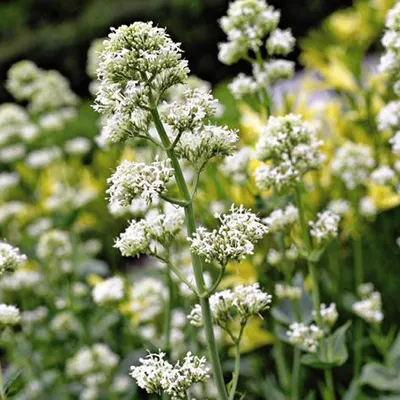 Produktbild von 6 x Weißblühende Spornblume - Centranthus ruber 'Albus'  | Topf 9cm x 9cm