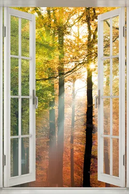 Produktbild von Wallario Poster mit Fenster-Illusion: Sonnenuntergang im Herbstwald, Größe: 61 x 91,5 cm (Maxiposter)