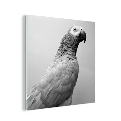 Obrázok produktu pre MuchoWow® Sklenené obrazy - Obrazy na stenu - Foto na skle Portrétna fotografia penice sivej - čiernobiela 20x20cm Nástenná dekorácia zo skla - akrylový