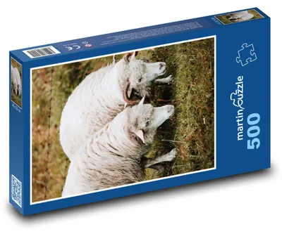 Obrázek produktu pro Puzzle 500 Dvě ovce na pastvě - martinpuzzle
