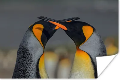 Produktbild von MuchoWow® Poster Pinguine - Tiere - Liebe 120x80 cm - Bilder