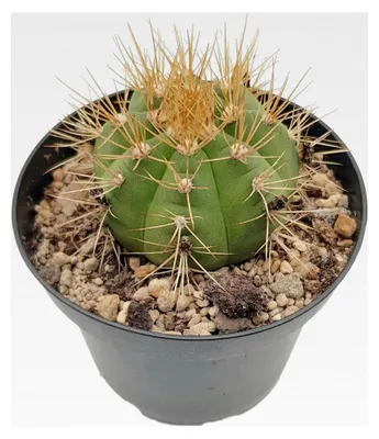Produktbild von Gymnocalycium chacoense - Gymnocactus - exotische Zimmerpflanze - pflegeleichter Kaktus
