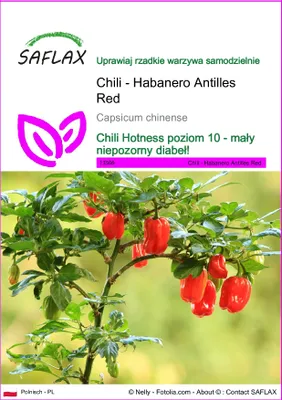 Zdjęcie produktu dla SAFLAX - Chili - Habanero Antilles Red - 10 Nasiona - Capsicum chinense