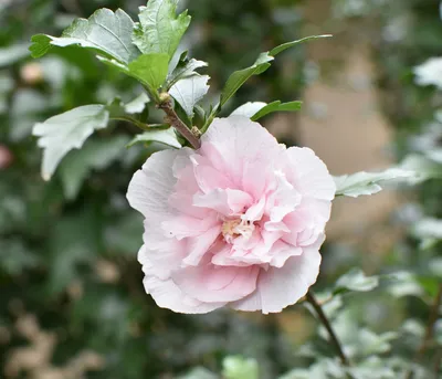Produktbild von Dehner Hibiscus Pink Chiffon, gefüllte rosa-farbene Blüten, ca. 40-60 cm, 3 l Topf, Zierstrauch