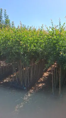 A row of young trees in a nursery, with a clear blue sky above.