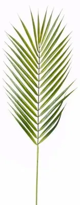 Produktbild von Kunstliche Pflanze - Chamaedorea - Palmenblatt - 75 cm - grun