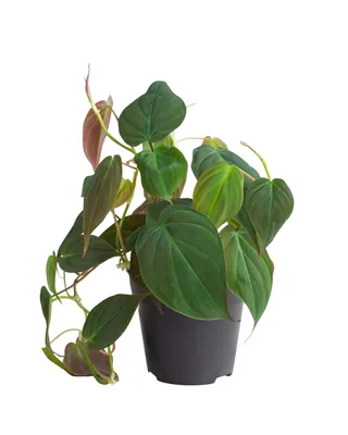 Produktbild von Philodendron Scandens Micans - Zimmerpflanze - 12cm Topf - Höhe 15cm