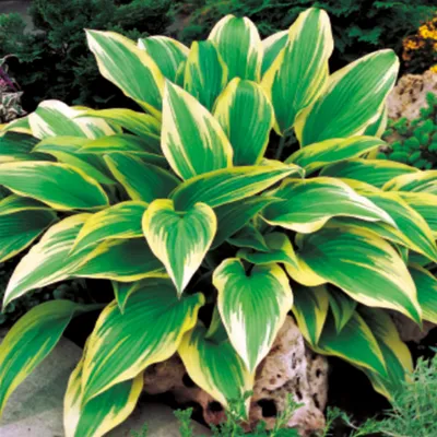 Immagine prodotto di Hosta Funkia da giardino Aureomarginata 1 pz. Piantina Piantine di Hosta Funkie