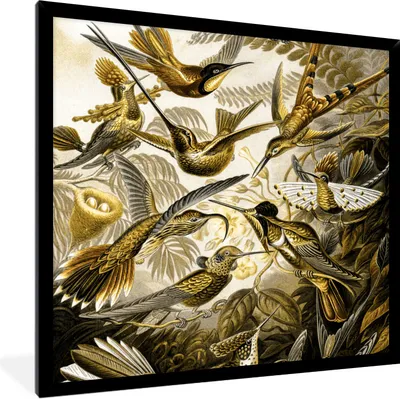 Produktbild von MuchoWow® Gerahmtes Poster Trochilidae - Ernst Haeckel - Gold 40x40 cm - Poster mit Schwarzem Bilderrahmen Wandposter Rahmen Foto Bilder - Mit Rahmen - Wanddekoration Schlafzimmer