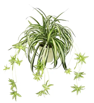 Produktbild von Künstliche Grünlilie im Topf Kunstpflanze Chlorophytum Grünpflanze Seidenpflanze