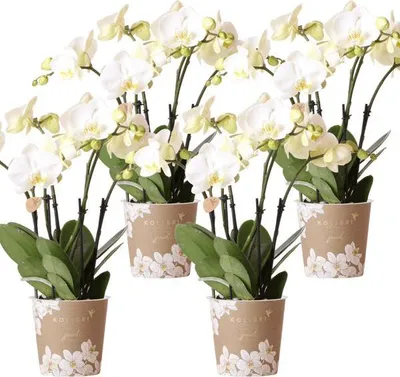 Obrázek produktu pro Orchidej Gent bílá, sada 4 kusu pokojových rostlin s bílými kvety, Ø12cm