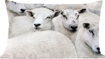 Produktbild von MuchoWow® Zierkissen Sofakissen Wohnzimmer Dekokissen 60x40 cm Schafe - Tiere - Bauernhof - Kopfkissen - Polster mit Foto
