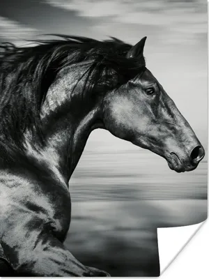 Produktbild von MuchoWow® Poster Pferd - Tiere - Schwarz - Weiß 60x80 cm - Schlafzimmer Dekoration