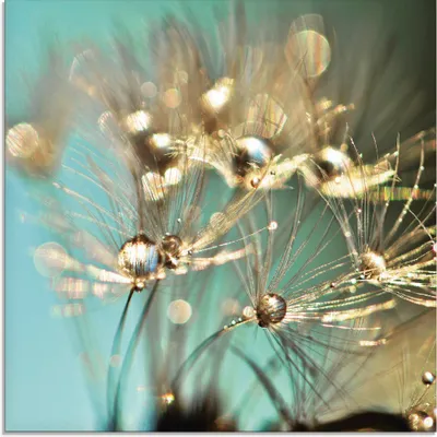 Produktbild von ARTland Glasbild Pusteblume glänzendes Gold Größe: 30x30 cm