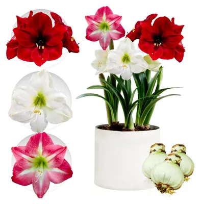 Produktbild von Amaryllis Zwiebel Kollektion - 3 große Blumenzwiebeln 26/28 - Echte Pflanzen aus Holland - Hippeastrum