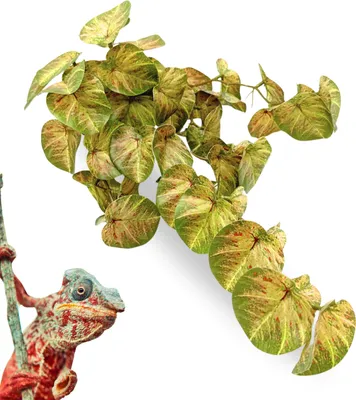Immagine prodotto di BioBush No8 pianta tropicale artificiale per terrari Pilea