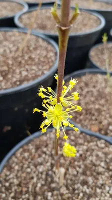 Image de Cornus mas  / Cornouiller mâle