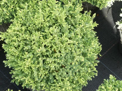 Produktbild von Chamaecyparis pisifera Plumosa Compressa Aurea - Scheinzypresse  - 40-50cm