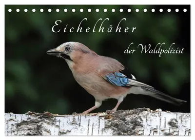 Produktbild von Eichelhäher der Waldpolizist (Tischkalender 2027 DIN A5 quer), CALVENDO Monatskalender