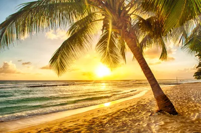 Produktbild von Fototapete Vlies 22605 Barbados Palm Beach 10-tlg. 500 x 280 cm