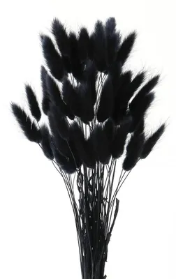 Immagine prodotto di Pampas nero essiccato, 50 pezzi, 25-40 cm, decorazione bohémien, bouquet di fiori secchi