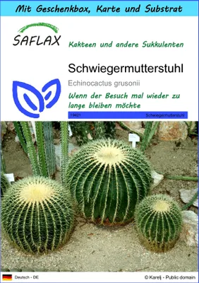 Produktbild von SAFLAX Geschenk Set - Schwiegermutterstuhl - Echinocactus grusonii - 40 Samen - Mit Geschenkbox, Versandaufkleber, Geschenkkarte und Anzuchtsubstrat