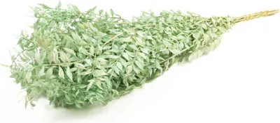 Produktbild von INNA-Glas Ruscus Trockenzweige AGNIATA, minzgrün, 70-75cm, Ø17cm - Getrocknete Zweige