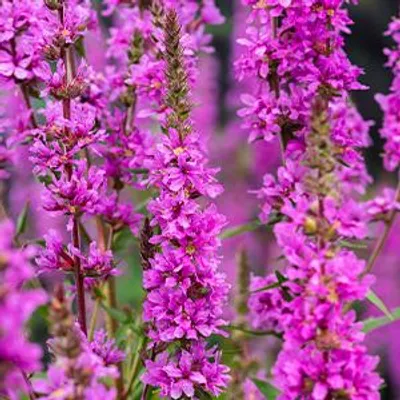 Productafbeelding van Moerings Lythrum Salicaria | Kattestaart | In 9CM pot