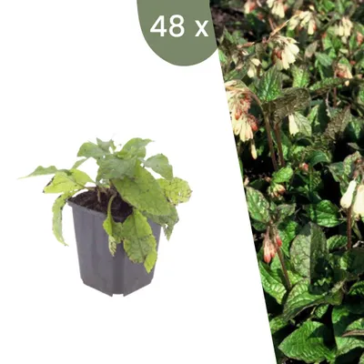 Produktbild von Plants by Frank | 48 Großblütiger Beinwell Pflanzen | Symphytum Grandiflorum | Bodendecker | Winterhart | Mehrjährig | Gartenpflanzen