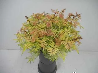 Obrázok produktu pre Sorbaria sorbifolia 'Sem'® - Sibírsky drieň 40- 50 cm - Kontajner