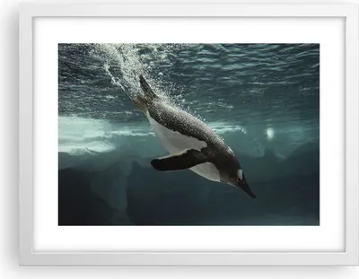 Produktbild von Gerahmtes Poster - Weißer Rahmen - Tauchen Pinguin Gletscher - 40x30 cm - Wand Bild - Wanddeko - Wandbilder - Kunstposter - Wandposter - Bilderrahmen - Bilder - Kunstdruck - Wandbild - P2WAA40x30-4189