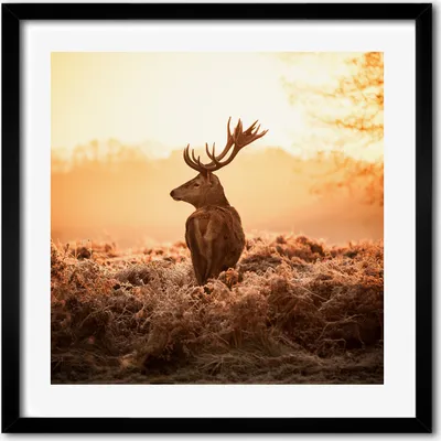 Produktbild von Bild - 50 cm x 50 cm - MDF - Rahmen, Wandkunst - Hirsch Sonnenaufgang