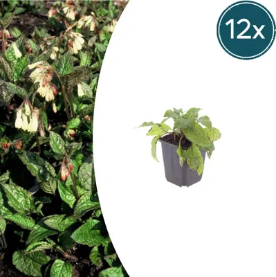 Immagine prodotto di Symphytum grandiflorum | 12 pezzi - 10-25cm - Ø9cm - Pianta da giardino
