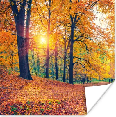 Produktbild von MuchoWow® Poster Bäume - Herbst - Wald - Herbstliche Blätter 50x50 cm - Wohnzimmerdekoration