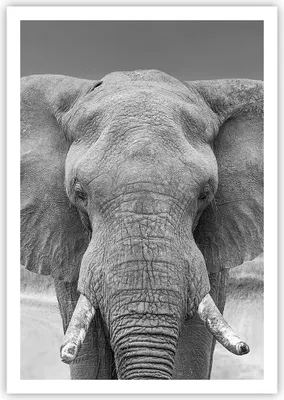 Produktbild von Poster - Poster ohne Rahmen - Elefant Afrika Tier - 70x100 cm - Wand Bild - Wanddeko - Wandbilder - Kunstposter - Wandposter - Bilder - Kunstdruck - Wanddekoration - Wandbild - P2XPA70x100-5072