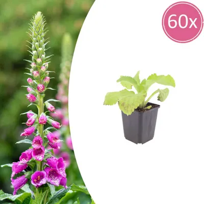 Zdjęcie produktu dla Digitalis purpurea | 60 sztuk - 10-25cm - Ø9cm - Roślina ogrodowa