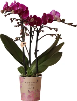 Zdjęcie produktu dla Kolibri Orchids | Purple Phalaenopsis Orchid - Morelia - rozmiar doniczki 9 cm | kwitnaca roslina doniczkowa - swiezo od producenta