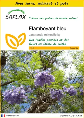 Image de SAFLAX Ensemble de culture - Flamboyant bleu - 50 graines - Jacaranda