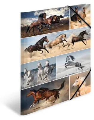 Image de Chemise A3 en carton Cheval Pack de 3 pièces