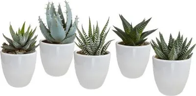 Produktbild von Sukkulenten Mix Gasteria & Haworthia - 5 Pflanzen - Ø5,5cm Zimmerpflanzen im