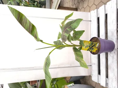 Produktbild von Musa sikkimensis Ever Red 110-150 cm rote Bananenpflanze Bananenbaum winterhart