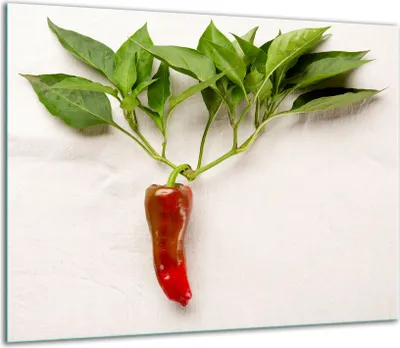 Produktbild von Herdabdeckplatten Glaskeramikkochfeld-Abdeckung Spritzschutz Glas 60x52cm Gewürze